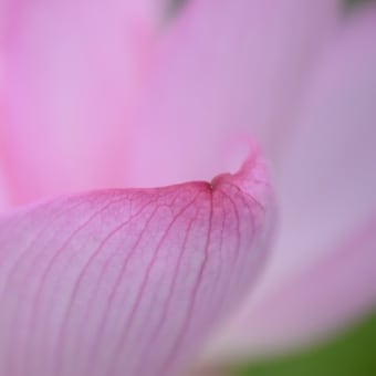 極楽浄土に咲く