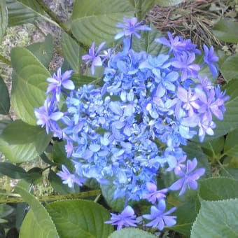 八重のがく紫陽花（歌合せ）