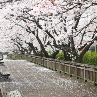 春の風景①