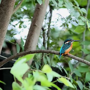 今日は50点の探鳥日！！