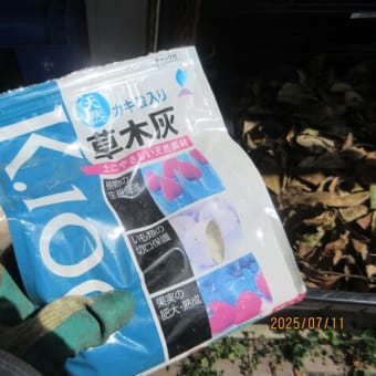 「蝉」は、どこへいったの？　