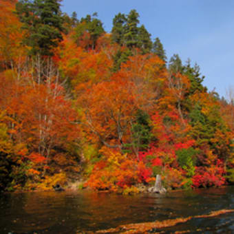 秘境奥利根湖の紅葉が見頃になりました。