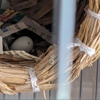 また産んだ🐦
