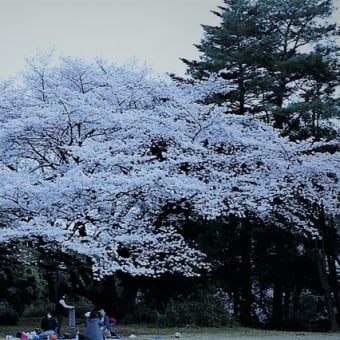 桜の花を謳歌・・・・花の命は短くて・・！！(*^_^*)