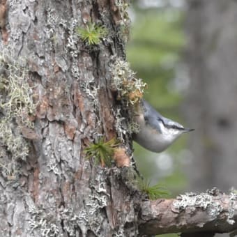 野鳥シリーズ　１