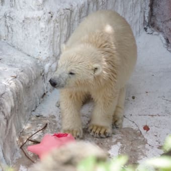 シロクマ親子ʕ•ᴥ•ʔ