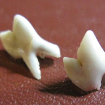 小次郎の生活　－犬の乳歯（臼歯）－
