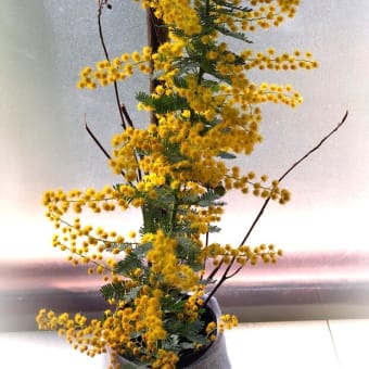 幸せの黄色い花・・・ミモザの香りを楽しむ・・・