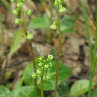 花の端境期の水林自然林には菌従属栄養植物などが（2025.6.8）#2 そして四季の里バラ園に