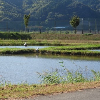 2024年09月17日　コウノトリ目撃情報