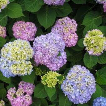 アジサイ 紫陽花