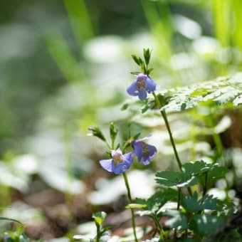 丹沢の花　4月編