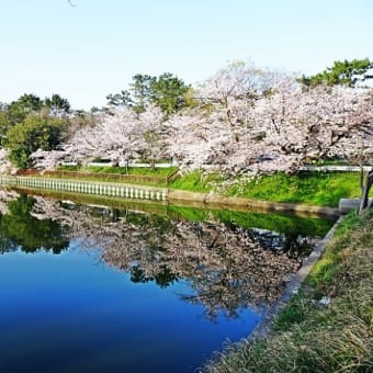 1) 　2020年4月～桜-1　・　豊中市内～