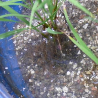 バケツ稲栽培に「カブトエビ」