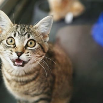 【猫語解説】よくある猫の鳴き声3選！これ、なんて言ってるの？