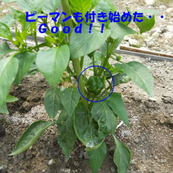 屋外に定植しました。。『枝豆』。。勝負だ「夏」！