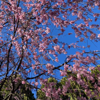4月のヨーガ教室