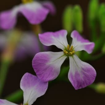 大根の花。。。！