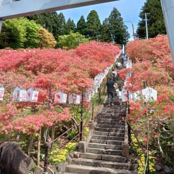 花巡り