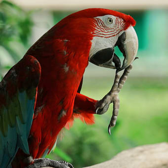 アシュランのバードハウスで撮った鳥たち：その2 - インコ類