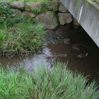 今朝も元気（続）カモちゃん情報