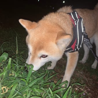 夜食中私は夜花鑑賞