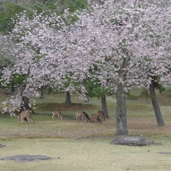 古都　桜の頃　３日目