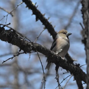 野鳥シリーズ　２