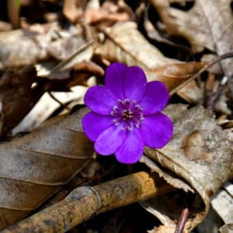 山形のとある山で濃色の雪割草を（2025年4月10日）