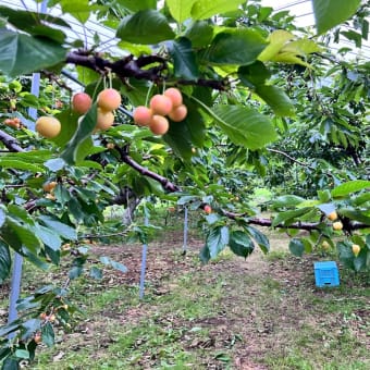 7月24日(日)園内状況🍒