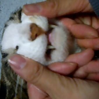 ネコと馬