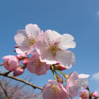 寒桜