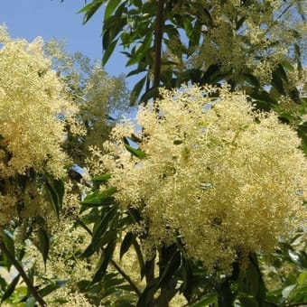 三差路の角に咲く花白き泡（浅間神社近く）