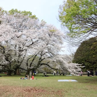 砧公園周遊お花見