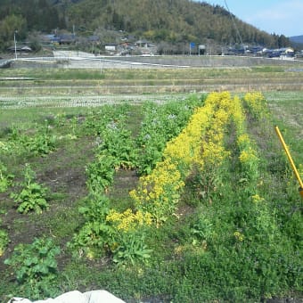 山田にある畑を耕しました