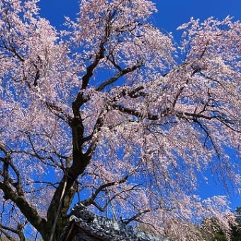 岐阜市岩田にある林陽寺の枝垂れ桜を見てきました
