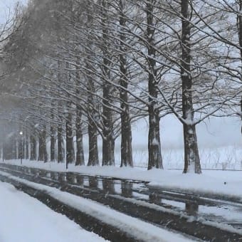 雪のメタセコイア並木