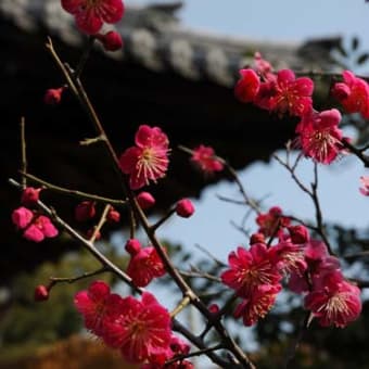 菅原神社　梅　その５