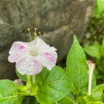 雨、よく降ってます