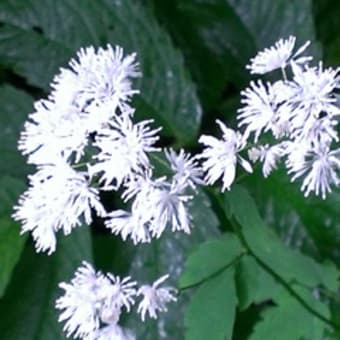 栂池高原、白馬岳～蓮華温泉