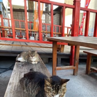 小田原漁港（早川漁港）に暮らす猫たち！JSフードシステム