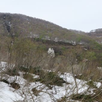 鍋倉山の芽吹き