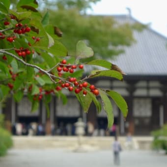 2013 奈良正倉院展の頃④ 唐招提寺 2013/11/4