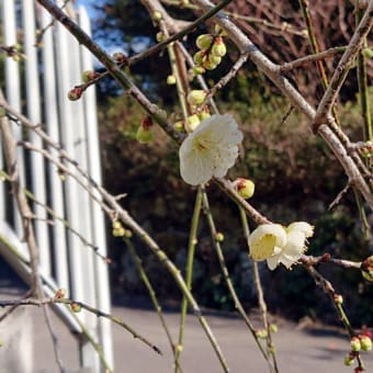 枝垂れ白梅が開花