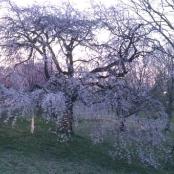 一宮市 138タワー近くの桜