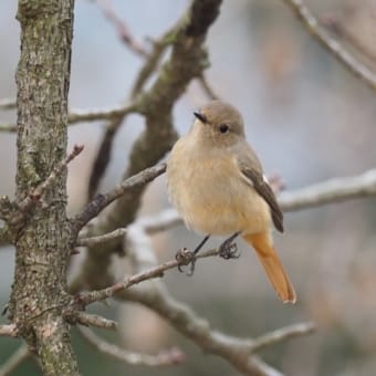 早春の弘法山公園にて