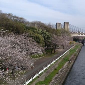今更あげますが桜を見に行ってきました。