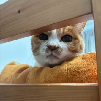 その後のにぽち