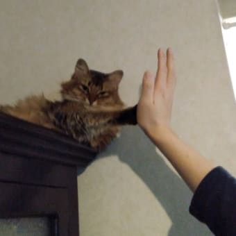 肩乗り猫・ハイタッチ