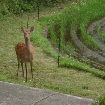 鹿子とキジ雄